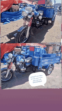 ستوته جمره البيع فحل رقم تصال 07872078324