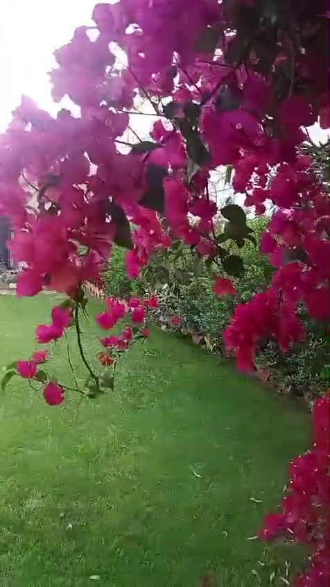 السلام عليكم دار للبيع طابو زراعي سند 25 المكان جاي من سيطرت بغداد يم الجملونات المساحه 450م البيت على شارع العام السعر 140 للاستفسار ***********
