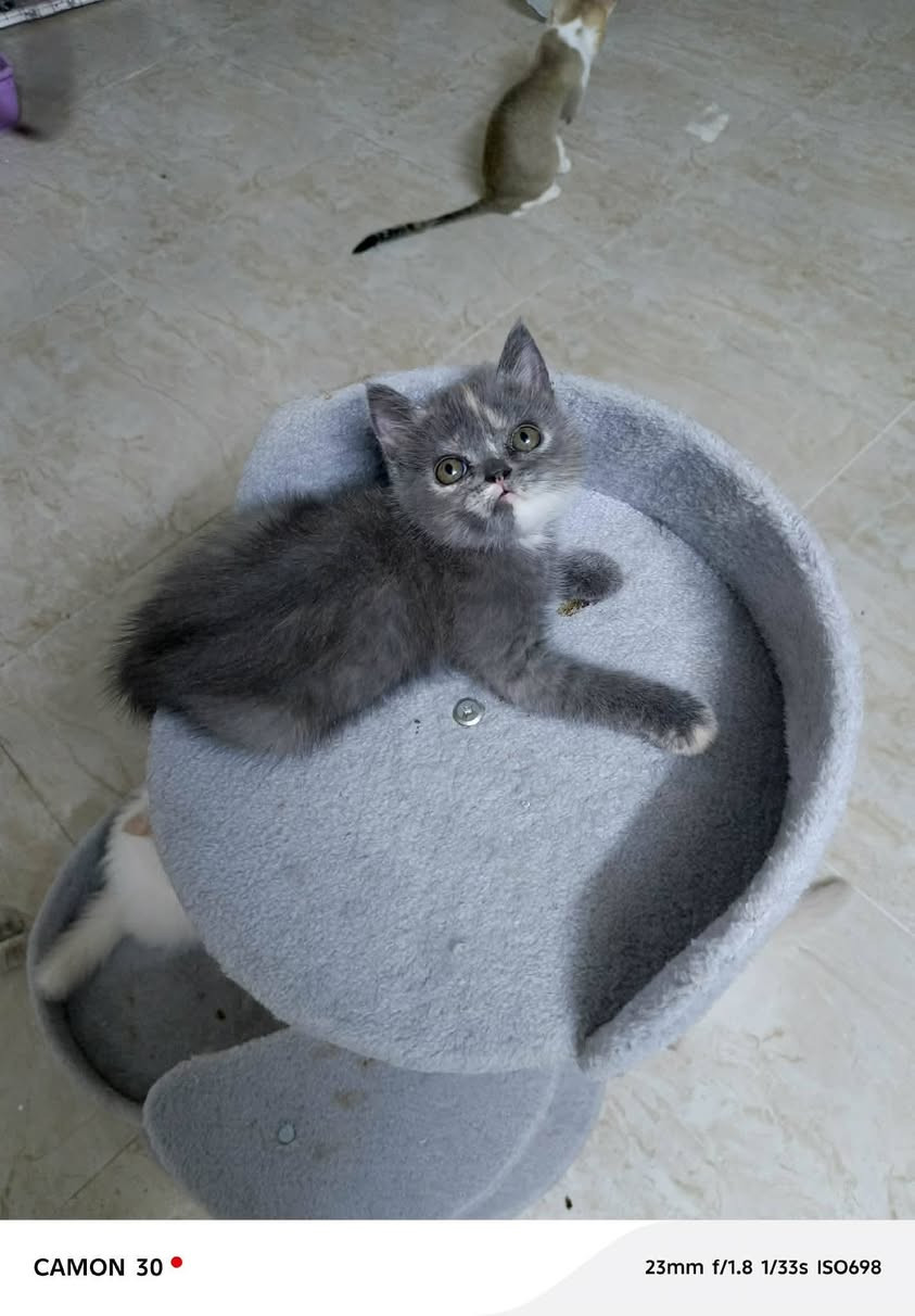 قطط 🐈 العمر شهرين جاهزين بيتهم الجديد


**إذا كنت صاحب هذا الإعلان وتريد حذفه لأي سبب، رجاءا أرسل رسالة إلى الدعم الفني**