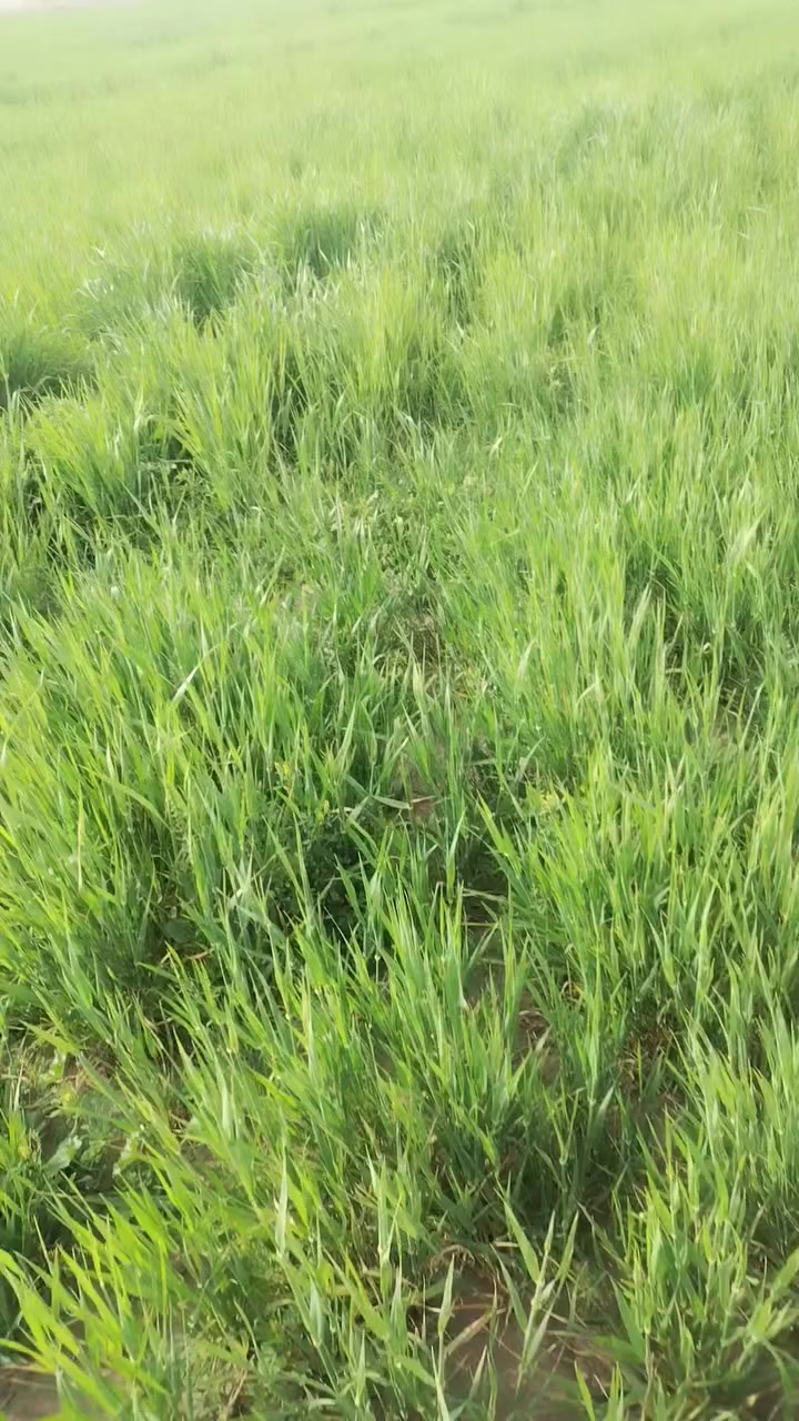 سلام عليكم اخوني العزاء 60دونم ضمان مسجيه سجي  *********** ابو رسول مكلف بل نشر
