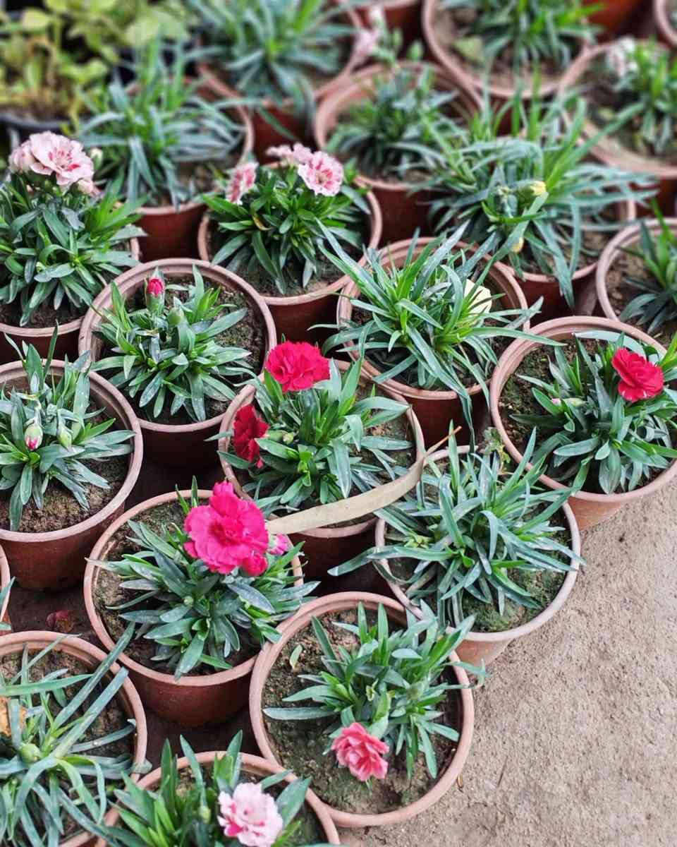 جمال الطبيعة في متناول يدك! نباتات خارجية تُزين حديقتك، ونباتات ظلية تضفي الحياة على منزلك. متوفرة الآن في صفحتي مع خدمة توصيل سريعة وموثوقة." 
اسعار التوصيل حسب المكان 
موسميات 1500 القطعه


**إذا كنت صاحب هذا الإعلان وتريد حذفه لأي سبب، رجاءا أرسل رسالة إلى الدعم الفني**