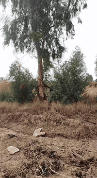 الي عنده كصاص بستان او غلنطوز أو اي خشب فحم للبيع يتصل ***********
