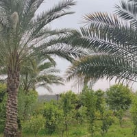 ٦ دونم • طابو زراعي • أبي غريب