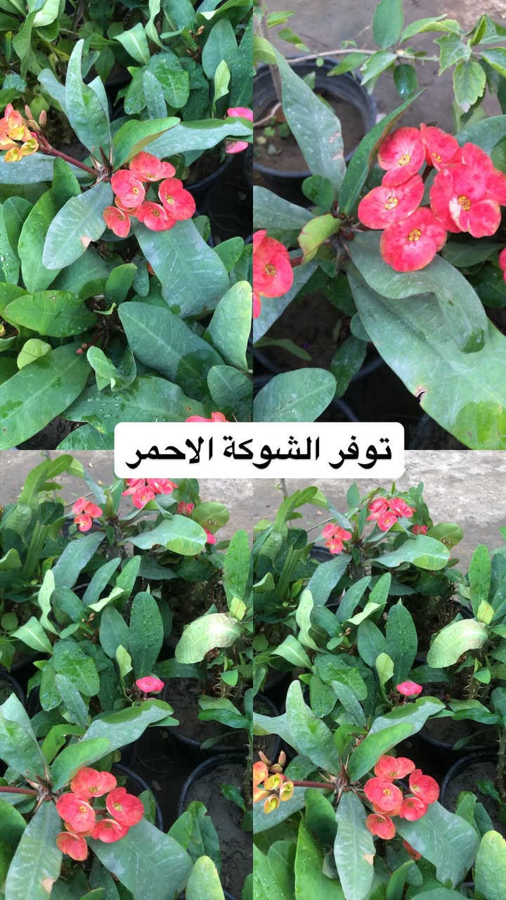 اللهم صلي وسلم على سيدنا محمد وعلى اله وصحبة وسلم تسليما.

توفر عدنا انواع مـٰن  الورود المختلفه🤍

العنوان : بغداد /سلمان باك / قرب جامع سعد /شارع الحدادين 🤍

سوينا لكم بيج على برنامج الإنستقرام لكي نجاوب على اسئلتكم المتنوعه 

اسم البيج : بيج مشتل ابو علي الفراجي 

يوزر البيج: l0.33.m

رابط البيج:https://www.instagram.com/l0.33.m?igsh=bGZmMGw4bTN2ODZw

 

مشتل ابو علي الفراجي يرحب بالجميع 🤍


**إذا كنت صاحب هذا الإعلان وتريد حذفه لأي سبب، رجاءا أرسل رسالة إلى الدعم الفني**