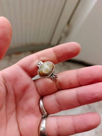 سليماني • تحفة قديمة • ناصرية