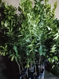 شتلات • برتقال ابو صره • فلكه الفرسان