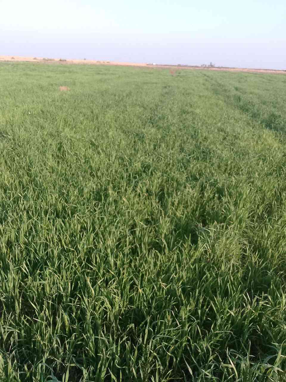 السلام عليكم أرض چات للضمان المساحة 30 المكان واسط قضاء الحي منطقة السايبه للاستفسار الاتصال على الرقم ***********
