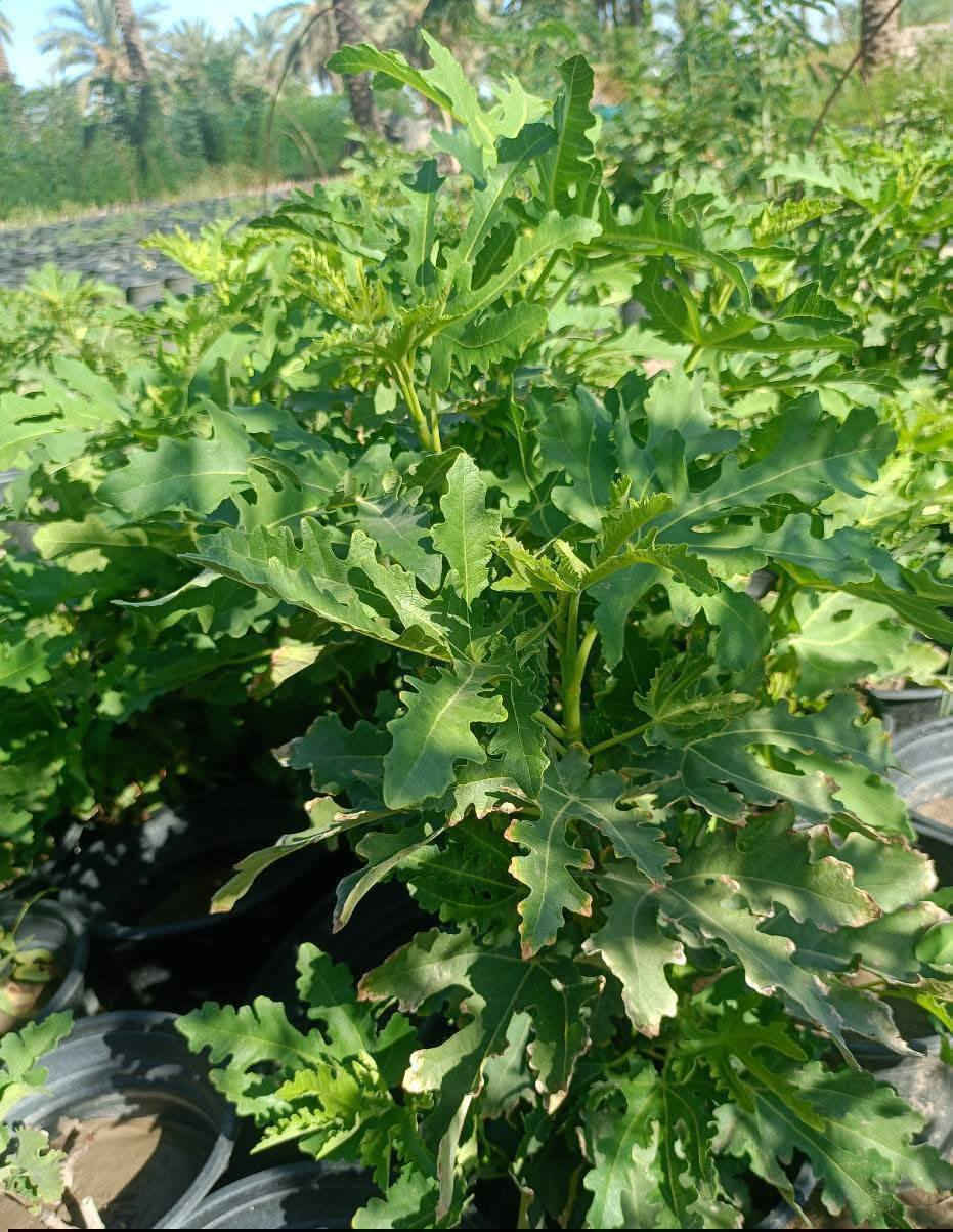 مشتل كرار الزراعي  الأسعار جمله فقط عرض جوه سوك 
يتوفر تين العبيد السعودي صور مال شهر تاسع 
حاليا بدون اروراق ضمان 💯 حجم سندان 19 
العدد موجود 400شتله ارتفاع شتله 50س واكثر 
وبي 40س سعر 3٫500
تحياتي الكم احبتي متابعين 
العنوان بغداد الكريعات يم وقف سني 
واتساب ***********
