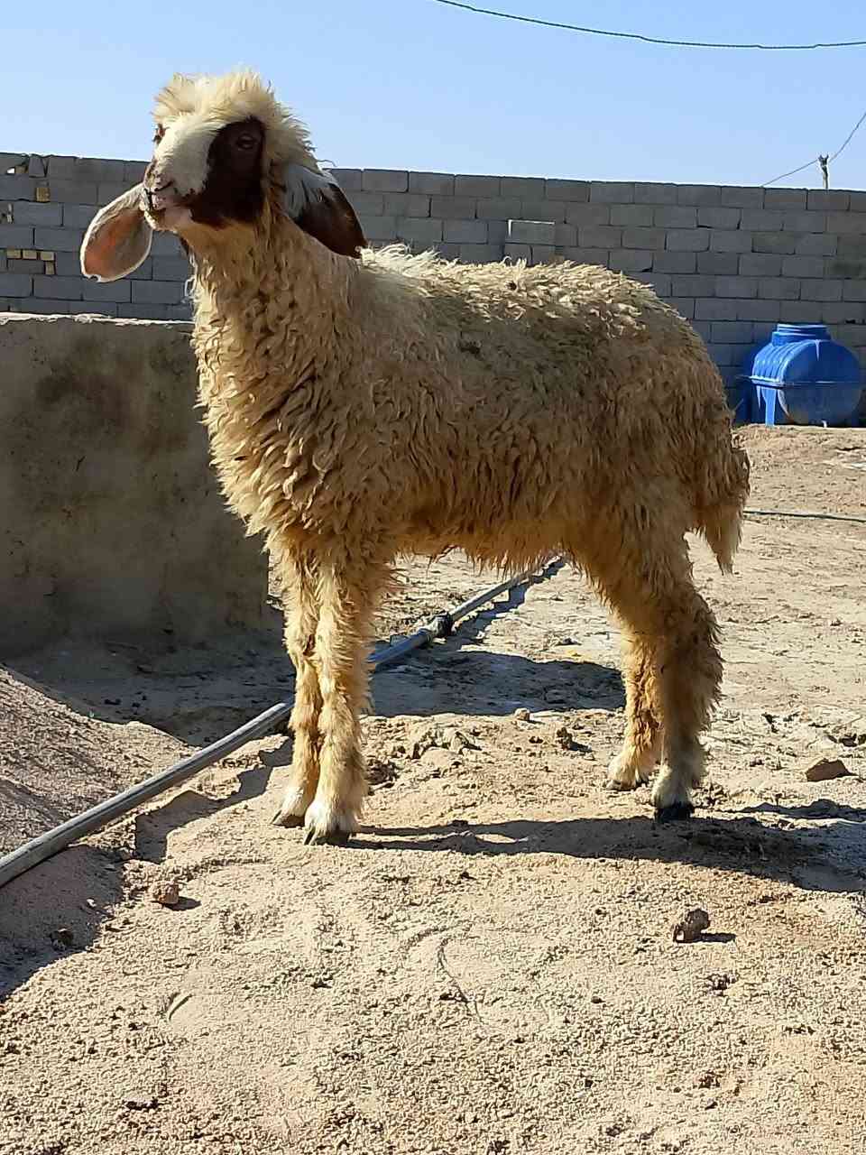 للهم صلي على محمد وال محمد..
طليه نثيه للبيع 
طليه شرط الصحاء 
سمينه كلش خير من الله 
طليه خشنه ومشروطه 

الشراي يدخل خاص او يتصل علرقم 
((***********))بي واتساب 
المكان قضاء الفهود منطقة ال حول.   الخاص مفتوح
