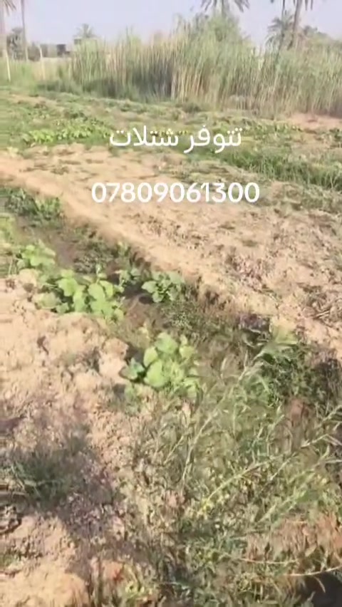 بسم الله الرحمن الرحيم 
افضل المشاريع الاستثمارية ذات المردود الاقتصادي العالي والتي لا تحتاج مجهود كبير. وإنتاج في وقت قصير ....زراعة الزيتون القزمي عالي الزيت خاصة والطلب المتزايد على زيت الزيتون الاصلي .
نوفر لكم ارقى أصناف الزيتون العالمية زيتون كوروناكي اليوناني واربكوين الاسباني التي أثبتت نجاحها وإنتاجها في أغلب مناطق العراق.كما نوفر الاستشارة عن أي شيء يخص زراعة الزيتون.
لطلب الشتلات  *********** واتساب ماسنجر 
يوجد توصيل لجميع المحافظات
