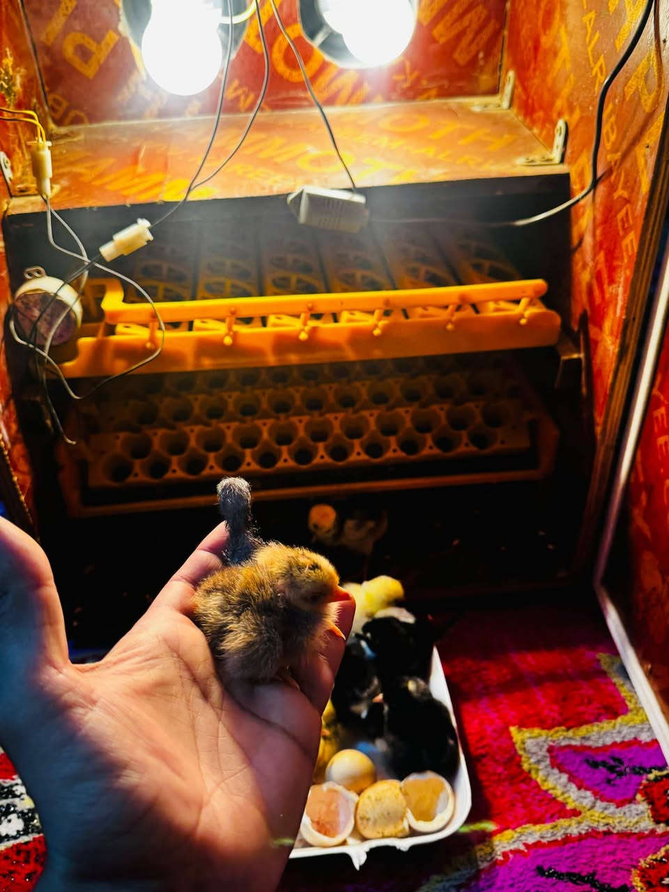 السلام عليكم 👏 تصنيع محلي
متاح فقاسه تقليب فول تماتيك+ مبخره ماي خلي ببض عوفه تاخذ رفين بيض🥚رف كافه طيور 57🥚 رف ثاني مال طير سمان يخذ 144🥚بيض👇نسبه تفقيس🐣 خير من الله🤲
توصيل🚕 حسب الاتفاق سعرمناسب لن ريد اخذ اكبر منه 
المكان🌍السماوه /الرميثه رقم📞 ***********
