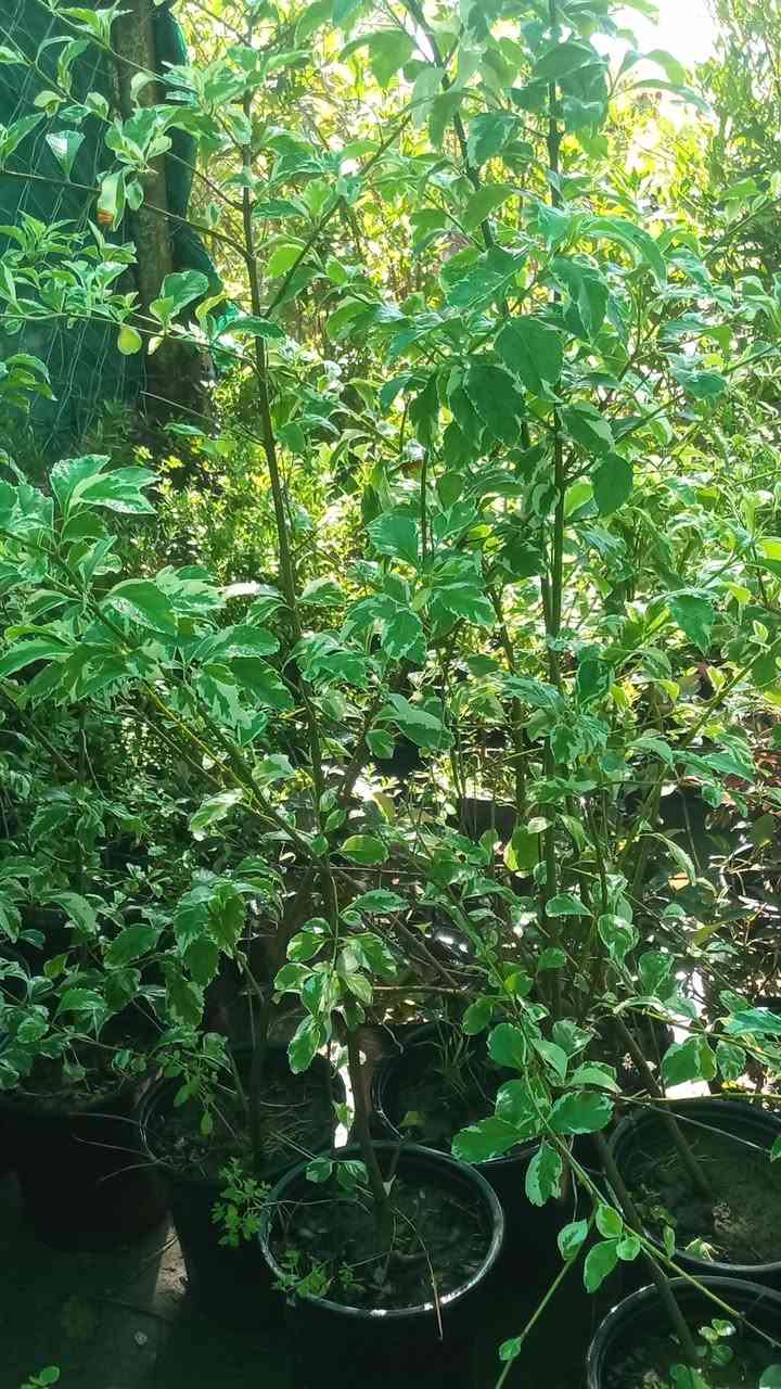🌿🌸 عروض يوم الجمعة 🌸🌿

مشتل سيد خضير يرحب بيكم 🌱
اليوم عروض خاصة داخل المشتل على جميع أنواع الزرع والورود 🌷🪴
أسعار مناسبة وتشكيلة جميلة ترضي الجميع ✨

📍 العنوان: واسط - الصويرة - قرب محطة أم وليد
📞 للاتصال:
***********
***********

زورونا اليوم واستفادوا من عروض الجمعة 🌿
