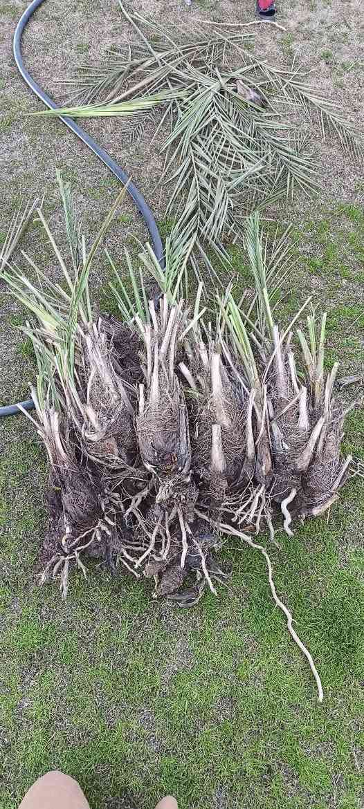 السلام عليكم
للبيع فسايل نخل مكتوم اخو الخضراوي مضمونات 100٪ 
من بستاني
حجم الكبير 10 آلاف
حجم صغير 5 آلاف 
من يرغب بل شراء يتصل على الرقم *********** تحياتي
