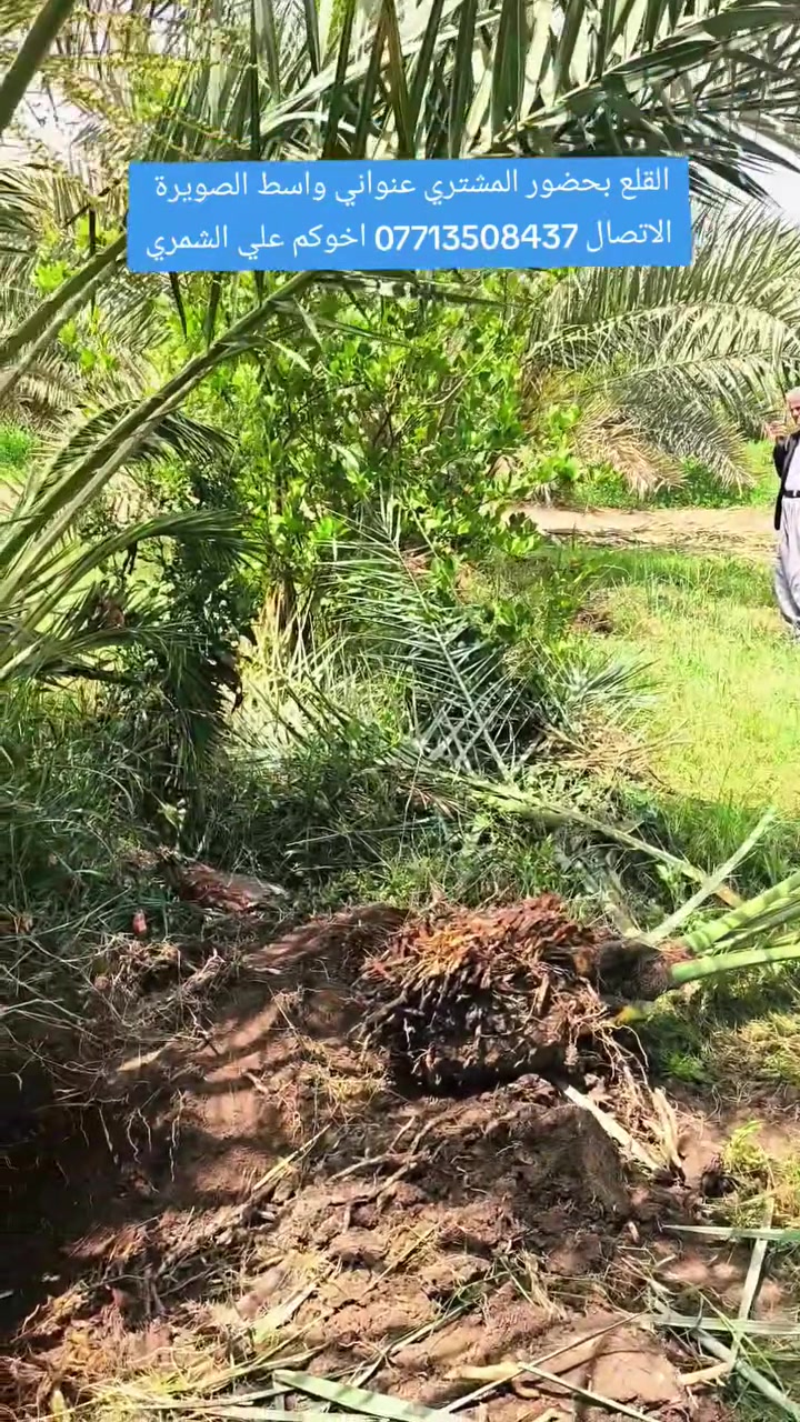 السلام عليكم بتاريخ /15/5/2026/ تم قلع برحي للاخ ابو زينب من النجف الاشرف احجام خشنه ايضا يتوفر فسائل  مكتوم و بريم قلع من تحت الام هذا بوصل ضمان لحين الاثمار موقع وختم خلاف النوع اتحمل سعر الوحده 5 أضعاف الي راغب بالشراء عنواني واسط الصويرة لاتصال *********** اخوكم علي الشمري البيع النخيل
