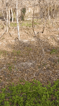 السلام عليكم للبيع شتلات عنب (هروش)مايقارب 350 شتله عمرهن سنتين تقريبا او تلاثه مع السيم جديد مغلوم الاصلي مع الخشب كامل 
نوع العنب.حلواني..+شده تركي+كمالي+مع بعض الشتلات فرنسي 
المكان بابل الحمزه الغربي للاستفسار الاتصال بالرقم ***********
