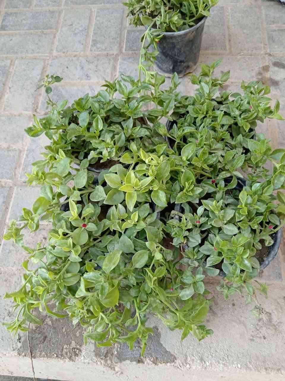 كل شتلة داخل المنشور سعرها الفين دينار الاسماء تحت الصور 

#العنوان_القائم_حصيبة 
شارع ابو رندة القديم شارع صيدلية النبع مقابل قرطاسية ديار الأمل 

الإتصال *********** مشتل ابوبكر
