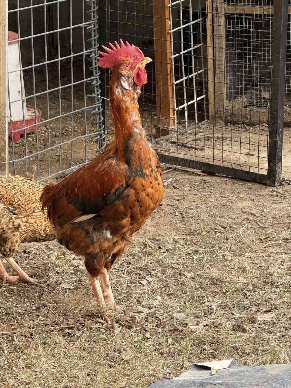 ديج عرب خشن وزن ذبح ويرهم تربيه سعره 15 قفل مكاني تكريت ***********
