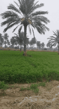 السلام عليكم دونمين للبيع المدائن منطقة الجعارة طابو ملك سند 25 قريبه عله الشارع للاستفسار الاتصال على الرقم ***********
