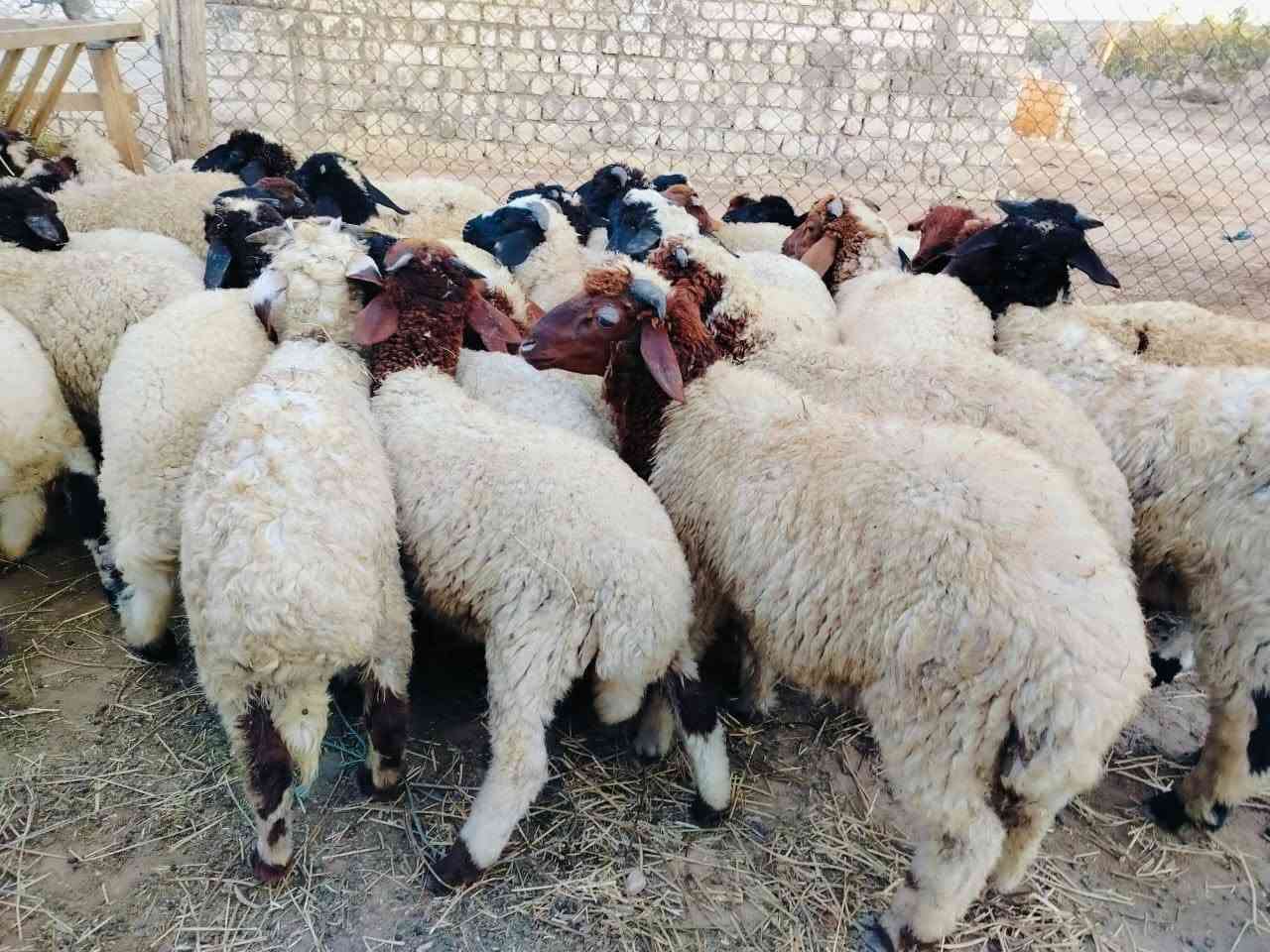 { مملكه ابو فرج للاغنام البرقي} 
بسم الله ما شاء الله..
🐏 متاح للبيع عدد 37 رأس ذكور برقي حر ✅ فيهم 7 نُوتي 📌 الأعمار: 4 إلى 5 شهور 🌾 تربية ممتازة وجاهزة للتسمين.
💰 السعر مميز جدًا ومنافس للمربين والتجار.
📍العنوان: الإسكندرية – العامرية – كينج مريوط
📞 للتواصل والاستفسار: 
( عمده ابو فرج العزومي ) 
01108356125 
           01205209440
 
مملكه ابو فرج للاغنام البرقي 
خبرة وجودة في تربية الأغنام البرقي.


**إذا كنت صاحب هذا الإعلان وتريد حذفه لأي سبب، رجاءا أرسل رسالة إلى الدعم الفني**