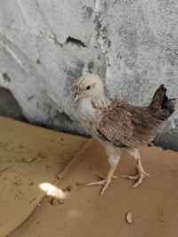 زوج دندراوي • حي الحسن العسكري • صور