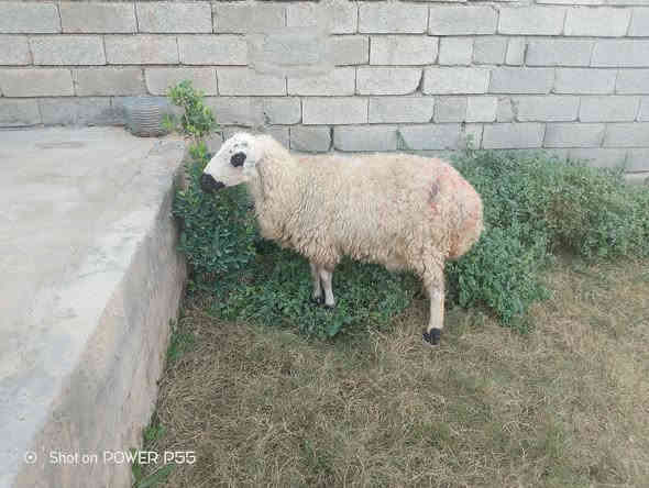 يوجد ورجينه للبيع شرط النصاحة المكان بيجي حي العصري رقم الهاتف ***********
***********
