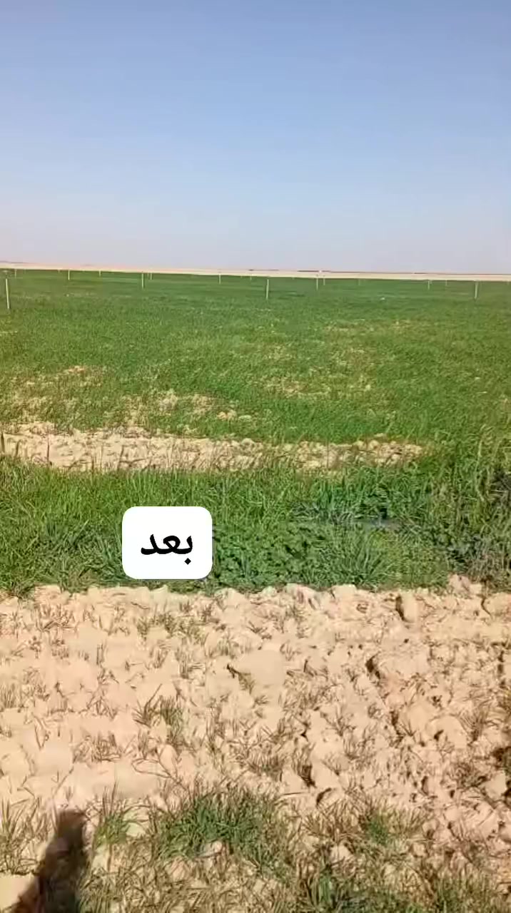 بفضل الله تعالى 
نتائج الأسمدة الورقية الخاصة بمكتبنا 
الفلاح : فيصل خلف الصالح
قرية: الحسينية
المهندس: سمير علي الطاهات 
***********
العنوان: صلاح الدين _ قضاء _ الشرقاط _ الساحل الأيسر 
طريق الزاب الهيچل قرب سيطرة الجرباوي 
موقع العبدالله الجرو للتجهيزات الزراعية 
مع وجود خدمة التوصيل كافة محافظات العراق
