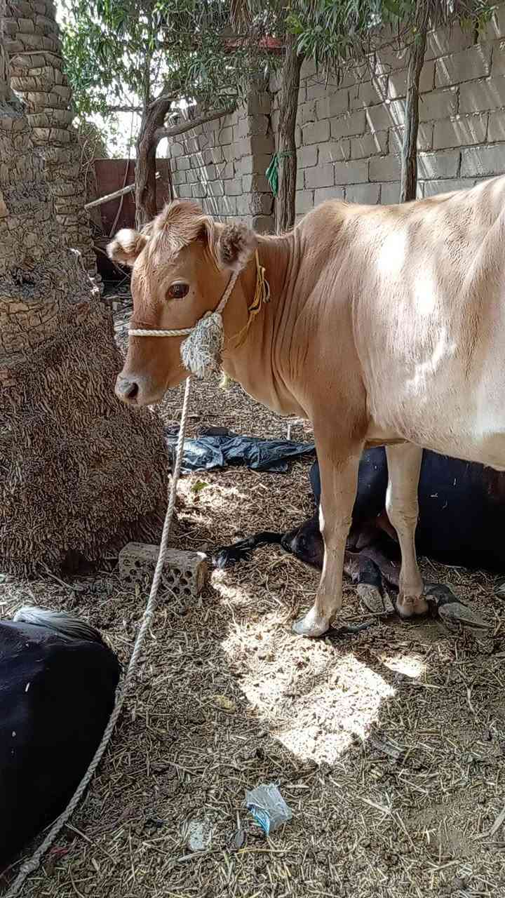 بجر للبيع سمينة كلش وخشنة بلتصوير ما مبينة 
شرط الصحاة مال نذاري السعر 1250  أتصال
***********   مكاني الناصرية...
