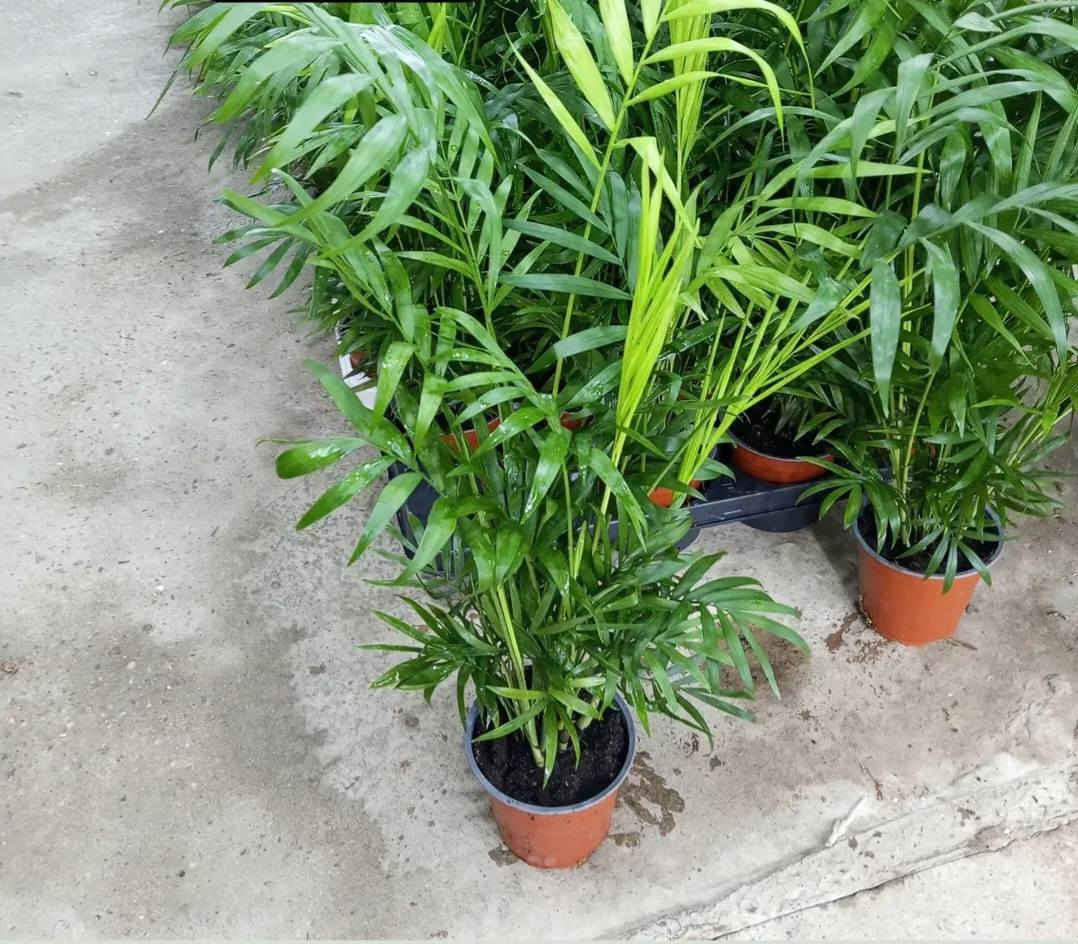 مشتل الشارودي
متوفر لدينا 
نباتات ضليه هولنديه. جميع الأنواع. 
ومستعدين تجهيز كافه الحدايق 
العنوان بعقوبه الجديدة شارع الجامع سعد بن معاذ مقابل كافي كراندرز 
للاستفسار[***********] هاني الشارود 
............[***********]ابراهيم الشارود
