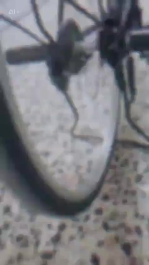 السلام عليكم باسكل للبيع موشم ياباني سعرها 75 شراي يجي خاص مكاني سماوة خشابة ***********
