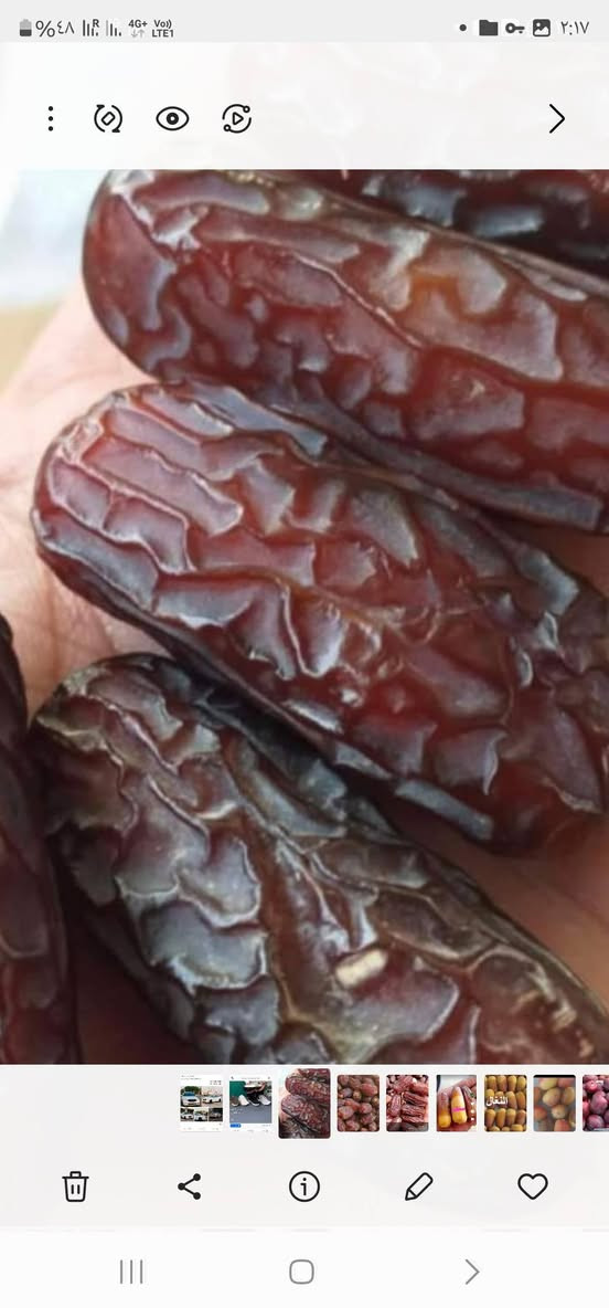 بيارم  حجم  دبل دبل سنتين يحمل 
السعر ١٥٠ الف
زاملي  ١٥٠ الف 
ابو الهول افخر التمور التجاريه  ١٥٠ الف 
 لون التمر الاسود هو  ابو الهول 
والصوره الثانيه هو البيارم

للحجز
***********
بابل السريع الدولي كيش ركبة الجسر كيش
