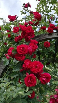 مشتل نباتات نادرة 🌿🌿 توفرت شتلات الجوري المتسلق المعطر (محمدي) 🌷  📏 ال...