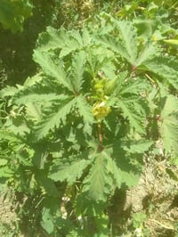 بذور بانيه درجه اولى 07814840699