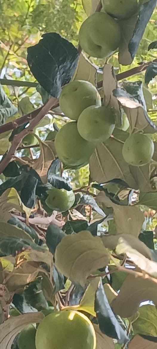 تطعيم نبگ تفاحيه  عرموطيه سعر العود ١٠ ألاف
شرط الأنتاج

ميسان العماره     ‏‪0788 758 3929‬‏
