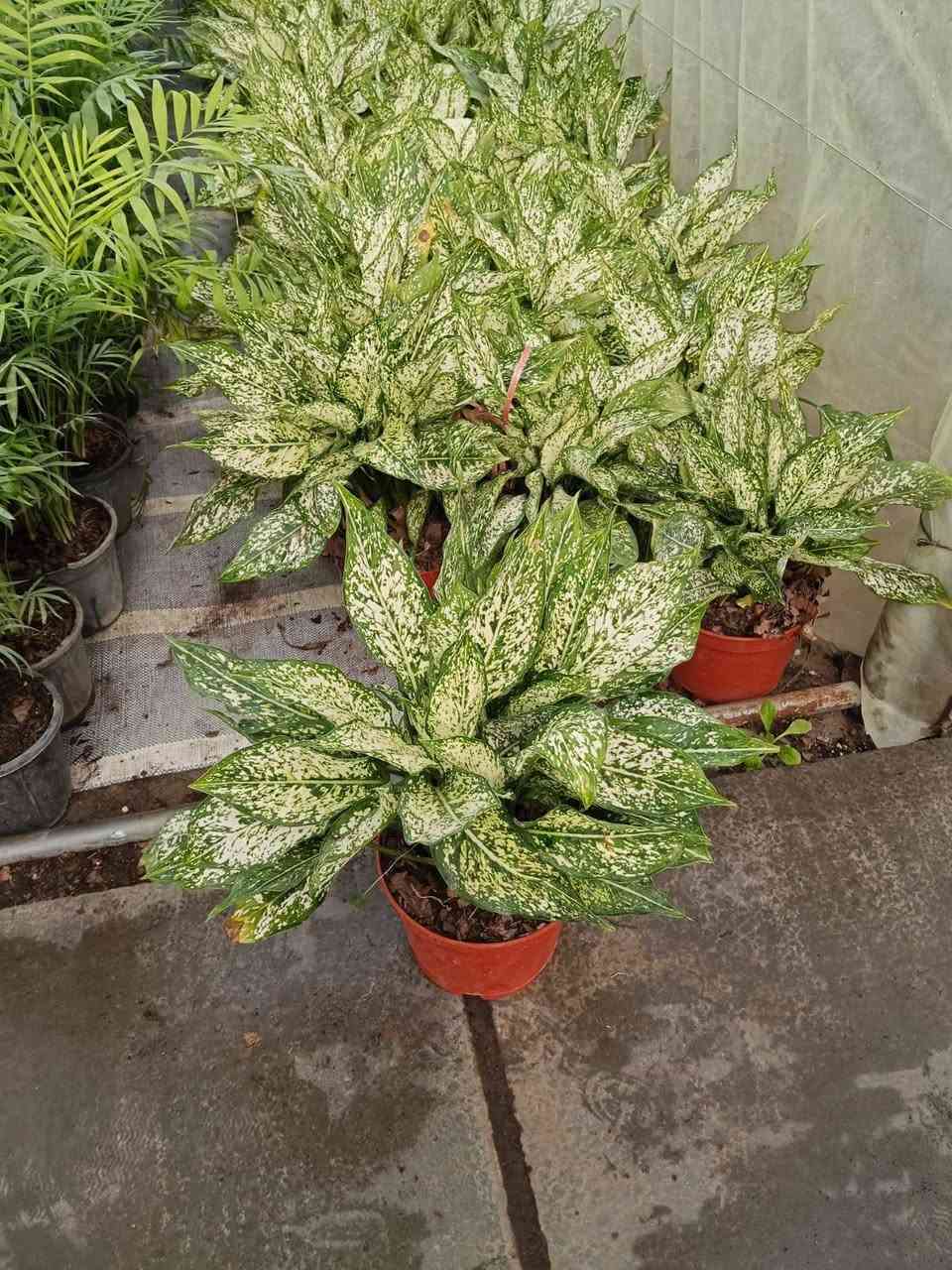 البيوت التي تسكنها النباتات تسكنها الطمأنينة 🕊️
أحيطوا أنفسكم بالجمال فالعين تعشق ما ينمو💚
للاستفسار ع رقم او يتفضل خاص ***********
 #أزهار_ونباتات_معرض_زهره_الگاردينيا
