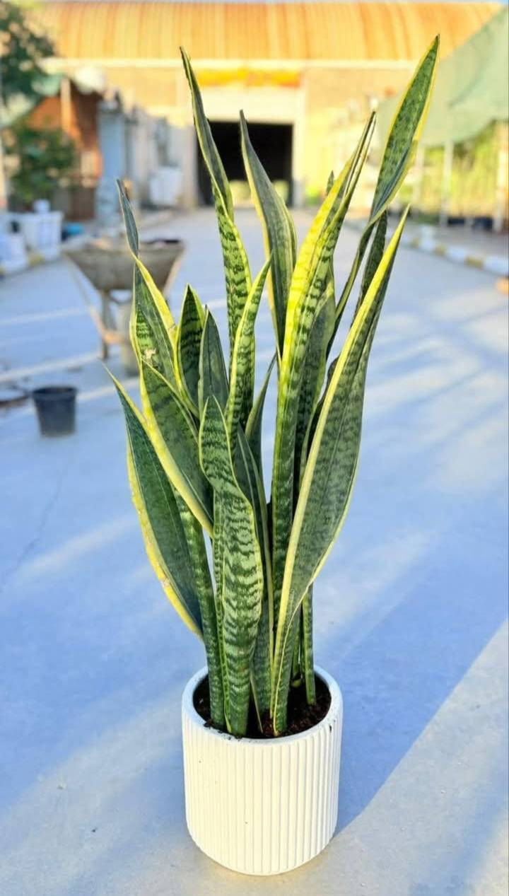 خلي المكان يشع خضار 🌿
نباتات ظليّة راقية تناسب كل الأذواق
✔️ أسعار تنافسية
✔️ أحجام مختلفة (صغير – متوسط – كبير)
✔️ للبيوت، المكاتب، المحلات، والكافيهات
📍 مشتل الأميال – مغربة
مقابل حي المعلمين الجديد
مجاور شرطة K9
📞 للاستفسار: ***********
زورونا وشوفوا الفرق بنفسكم 🌱
#نباتات_ظلية #مشتل_الأميال #ديكور_منزلي #نباتات #خضار_دايم #ميسان
