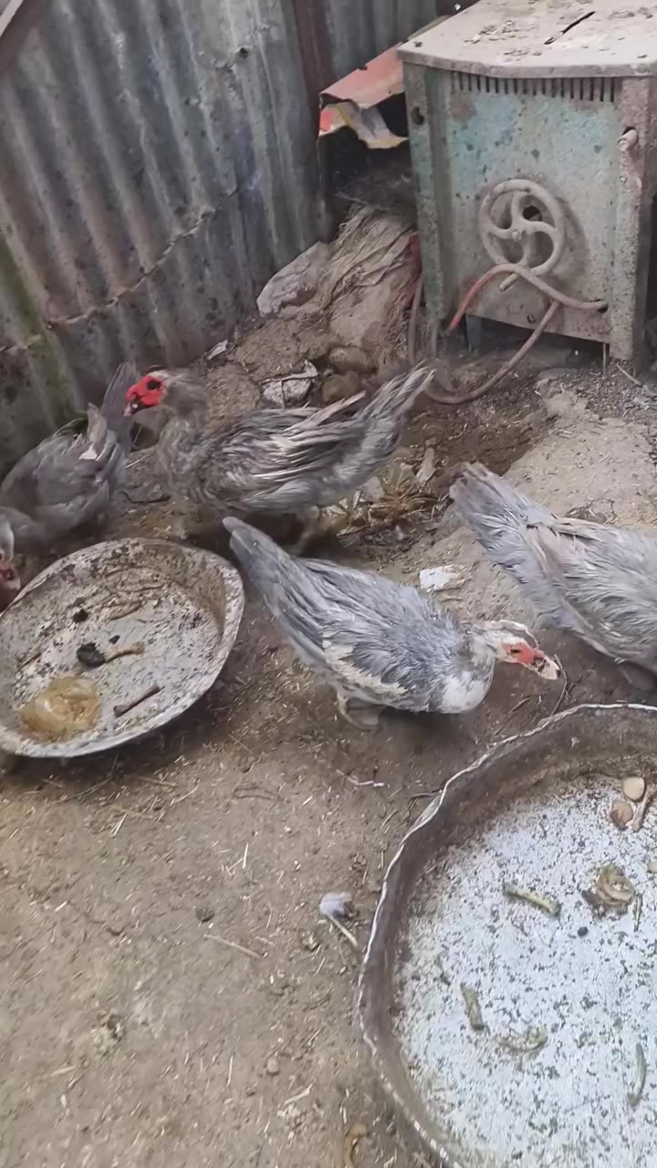 السلام عليكم نتاح 3 نثاية وفحل بش مصري رصاصي طلك  خشنلت وصاحيات مكاني الهوير


**إذا كنت صاحب هذا الإعلان وتريد حذفه لأي سبب، رجاءا أرسل رسالة إلى الدعم الفني**