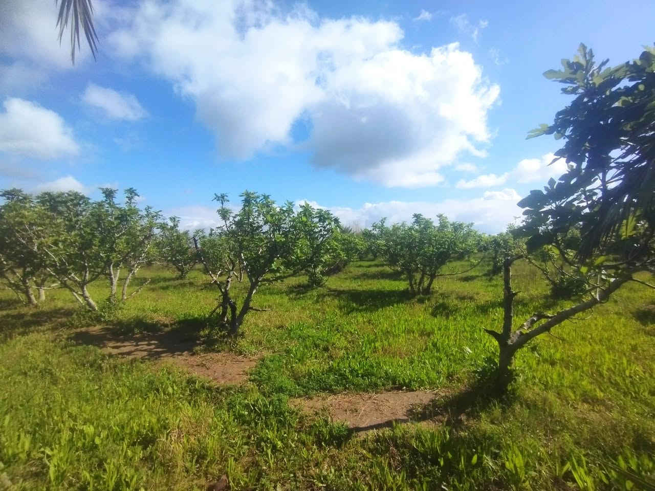 #بسم_الله/ أرض للبيع محافظة النجف/ ناحية العباسيه (دونم ونص) وجهيا 45نزل 100 تصلح لكل أنواع الاستثمار  ومنها الزراعه لخصوبة تربتها وموقها المميز/ التفاصيل تقع هذه الارض على الشارع العام طريق الزوار جاي من جسر الحديد ( الأعمى') مو عشط الجها ثانيه فقط ماي رسمي من شط  عن ناحية  العباسيه حوالي(١)كم  فيها أكثر من(٥٠) نخله من أفظل الانواع وكذالك أنواع من الاشجار المثمره مثل التين اكثر من(١٠٠)شجرا تين السعرالاتصال(***********) واتساب اوالخاص؟#مع_تحيات_خادمكم
