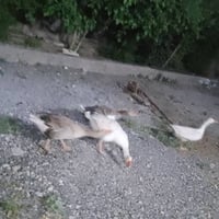 قاز • جوز