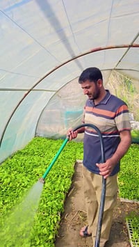 مشتل الرفاعي • شتلات • باذنجان