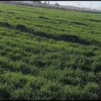 ٤٥ دونم • مزروعة حنطة • قرب الامام هارون