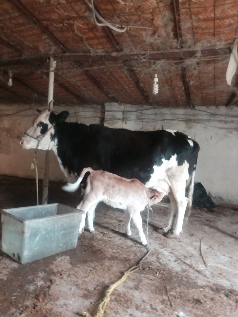 يالله سلام عليكم اخوان هايشه سمتال مطفله وره بجر سمتال دابه خشنه صاحبه ضرع وماعون وينهم عشاق النوادي مكفوله من كلشي دابه عملاقة شرط الجني وبيته شرط سمتال ثالث بطن المكان بغداد التاجي الخاص مفتوح رقم الهاتف ***********. الشراي بي خير ويدلل
