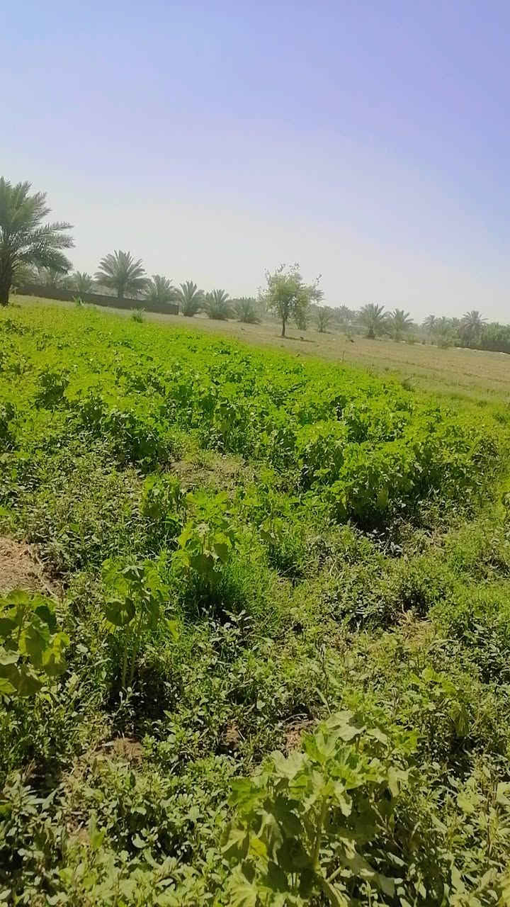 ٠سلام عليكم ورحمة الله دونم ونص  لبيع بابل جبله فراع مصلخ ثاني قطعه مقابيل حي جواد  عن مشروع٨٠٠ متر يعني ٥دقايق بسوك ماء نهر ١٥ متر عن خزان سكي ١٠ متره عن رساله  ٣٠ متر عنه كهرباء ٤٠ متر عنه مولد حي ١٠٠ عن كافات الخدمات لاستفسار *********** و*********** و ***********
