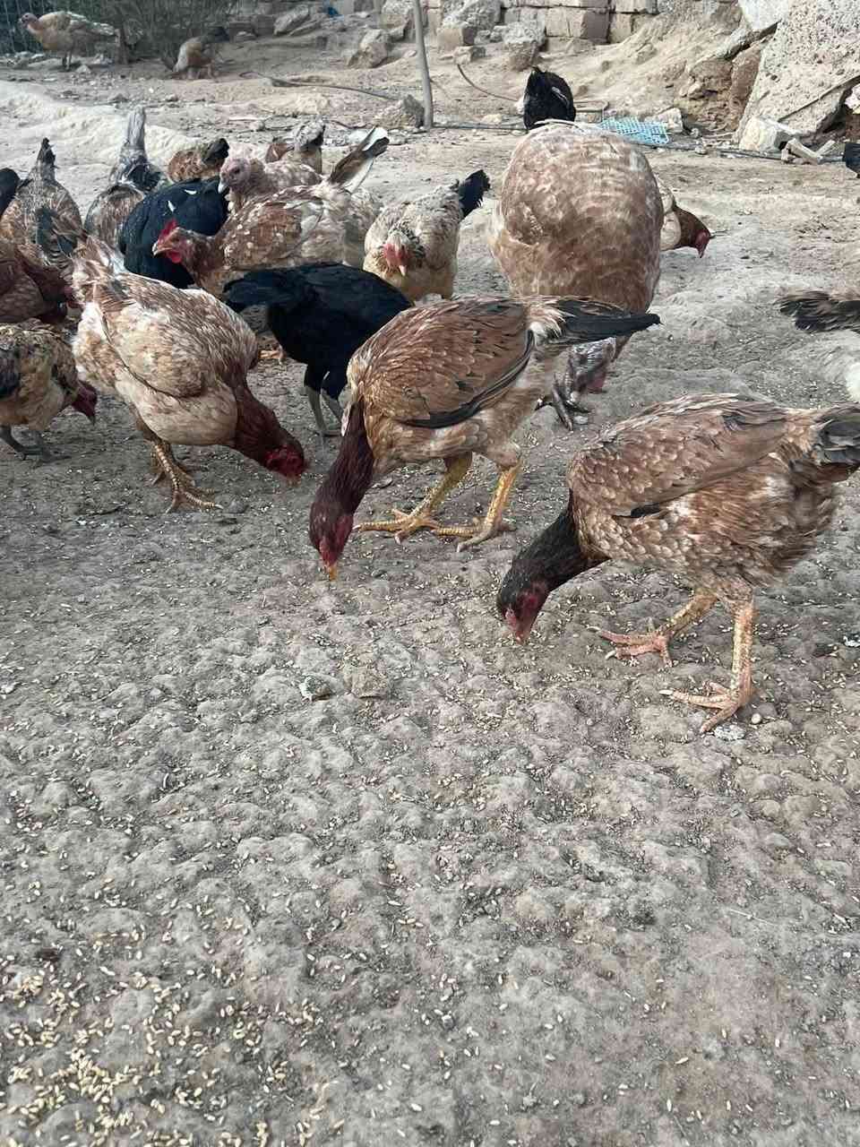 متوفر بيض دجاج عرب2 طبقات الوحدة ب 10 قفل بيض جديد اليوم والبارحة بيجي قرية جديدة الديج هراتي الامايات مشكل هاي صورهن متواجد ماسنجر
واتساب ‭***********‬
