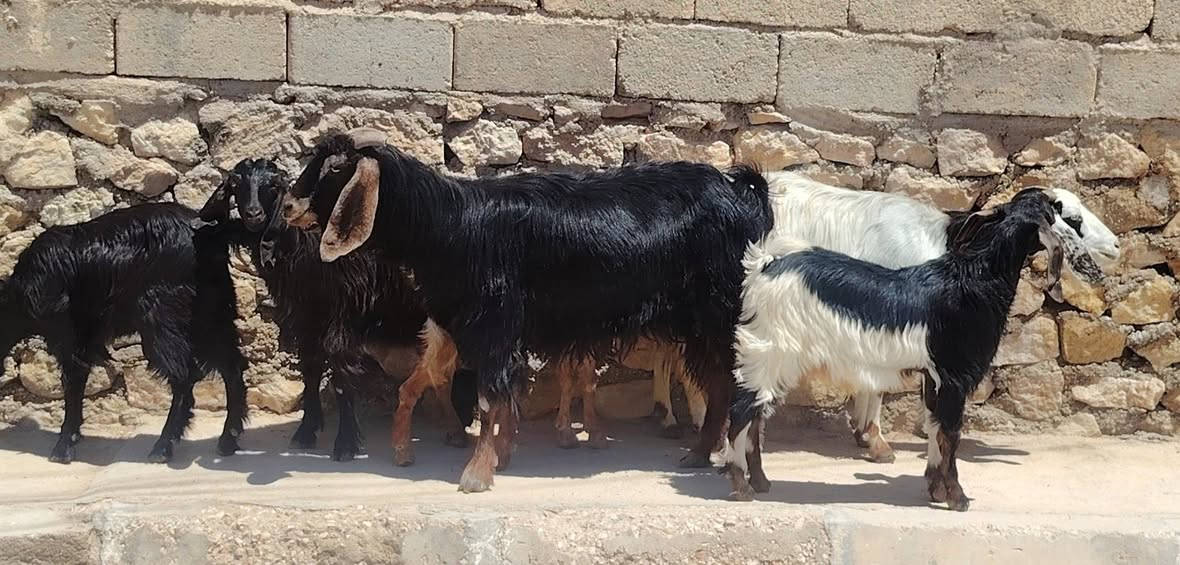 للبيع معزه عدد 2 توامات
وراهن 4 صخلات عدد 3 وجدي 1
وحده مضروبه سفنجه ومعشره
صار شهرين فوك بناته حلال جنيه ماشاء الله
مفولات سن وشطر ونصاح
سعر الكوم كلهن ب ٩٧٠ الف
العنوان القائم الكرابله للتواصل
***********
***********
يوجد توصيل مجاني داخل فضاء القائم
