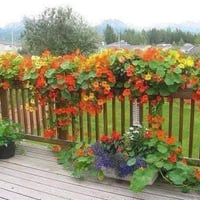 زهور ابو خنجر • شتلات للحجز • توصيل المسيب كربلاء