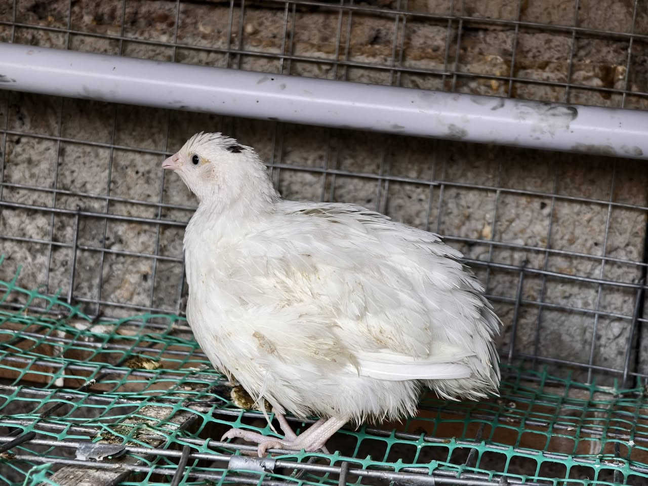 على بركه الله تم وصول وجبه جديده من طائر السمان العمر شهر النوعية تكساس الامريكي الذي يتميز بالوزن المثالي و حجم اكبر في البيض سعر الزوج 4000 المكان ناحية الزاب 
الشراي يخابر ***********
الكمية محدودة
