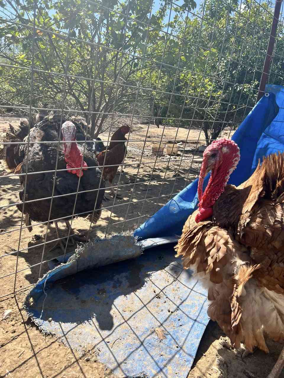 متاح فسيفس وزن 8 كيلو تقريبا ب 85 
وزن 9 كيلو تقريبا وفوك 100 المكان بيجي قرية جديده

‭0773 843 8744‬
