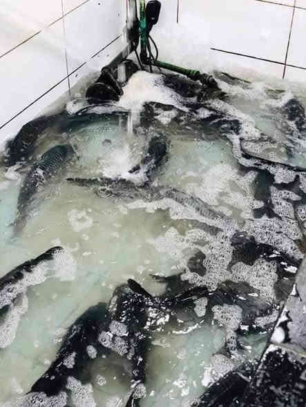 🔥🔥اسماك مسكوف الملكه🔥🔥
سعر الكيلو السمك6.000 مال شط حر+
       والشوي ب2000دينار 
مستعدون لتجهيز جميع العزائم  والمناسبات 
اوقات الدوام من الساعه 🕘8 صباحاً الى الساعه 🕘10 مساءً 
      لدينا خدمه توصيل 
#العنوان-الحسينية-نهايه الجريخي قرب مطعم جكن أوسلو السايدين بتجاه السوك الكبير سادس عماره 
✍🏻📬للحجز مراسلتنا عبر الخاص📥 ✍🏻
او الاتصال على الارقام التالية..
📱📞 *********** 📞📱واتساب
📱📞*********** 📞📱 واتساب
