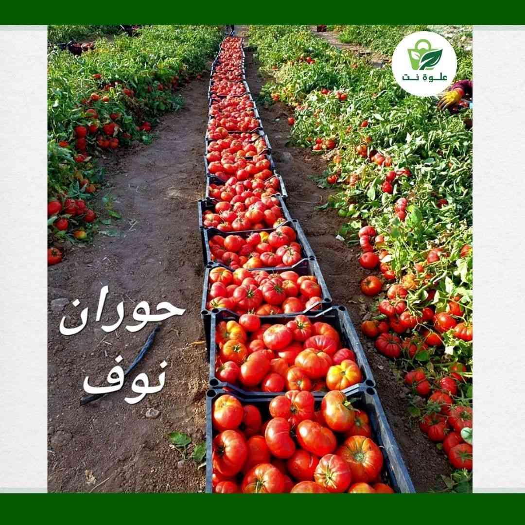 🍅 طماطة نوف ( حوران ) هجين Hybrid F1 🍅
🍅 مغلف 1000 بذرة
🍅 مقاومة للفايروسات
🍅يزرع في جميع مناطق العراق   
🍅يصلح للحقل المكشوف والزراعة تحت الانفاق البلاستيكية
🍅متحمل لكافة الظروف الجوية 
🍅ثمار كبيرة بمعدل ٢٠٠ غم 
🍅ثمار صلبة مضلعة تتحمل الشحن
🍅غزارة في الانتاج
🍅موسم انتاج طويل
🍅ثمار  متماثلة بلون متميز
🍅تم تجربته  منذ 2018 في مزارع الزبير والنجف ، الحويجة وديالى ،اربيل ، بنجوين 
🔴 السعر : 40 الف دينار 🔴
اشتري 10 مغلفات واحصل على مغلف آخر مجانًا! 🔥
 لا تفوت هذا العرض المحدود، ولفترة محدودة جداً! 🌟
📞 للحجز اتصل بنا  0782 391 3939  📞
 
https://alwaa.net/product/03ca49aa-a358-4eac-a914-f879b6344f84
