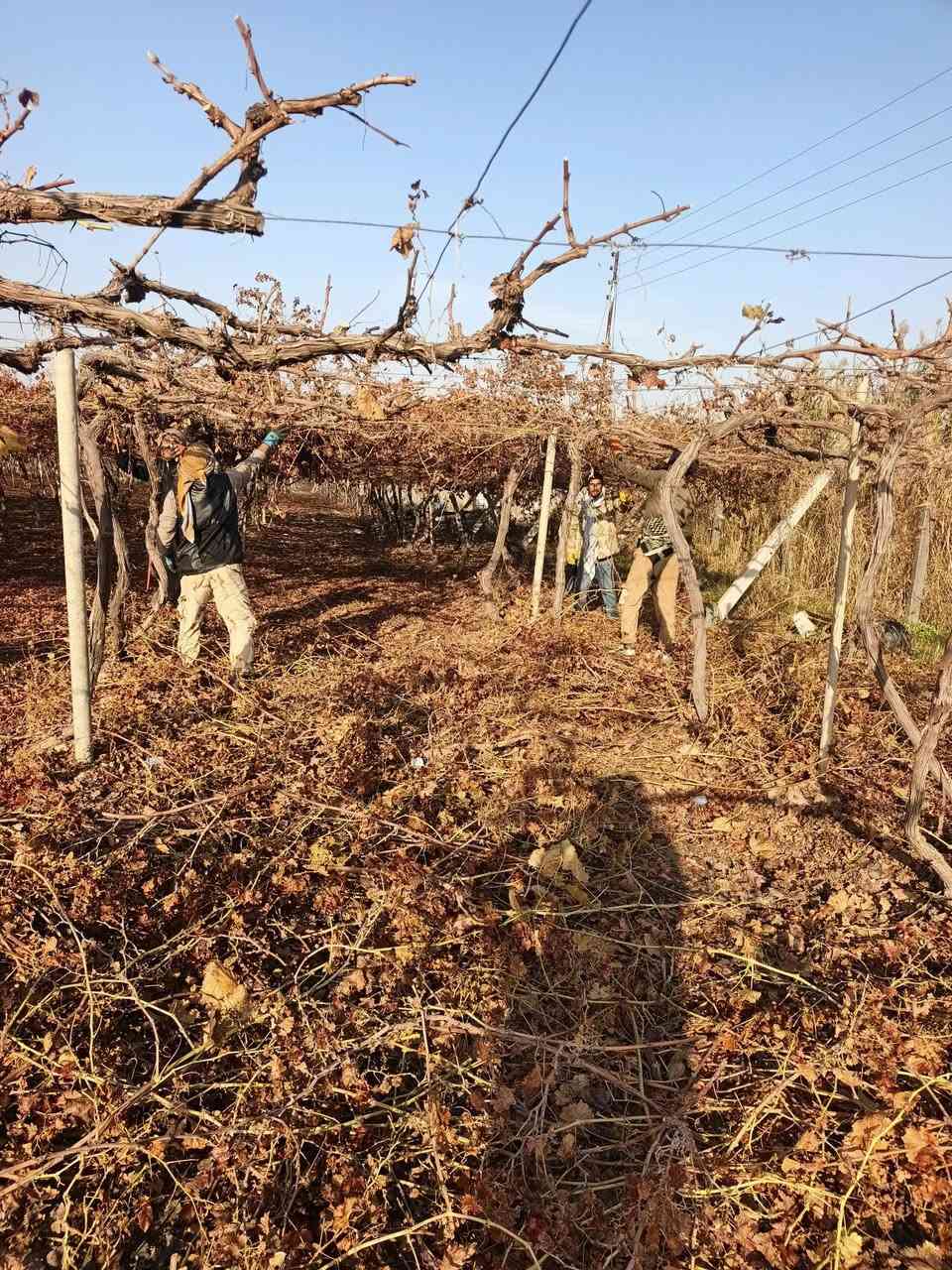 بسم الله ماشاء الله تبارك الرحمن يوجد كادر كص عنب كادر كامل مكمل انته عليك اتصل وتدلل رقم الهاتف  ‏‪***********‬‏
